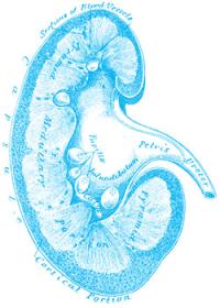 Illustration of a cross-section of a kidney labeled with anatomical details.
